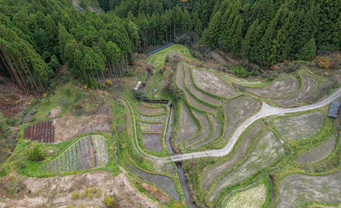 手入れがされていない田んぼ
